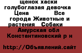 щенок хаски  голубоглазая девочка › Цена ­ 12 000 - Все города Животные и растения » Собаки   . Амурская обл.,Константиновский р-н